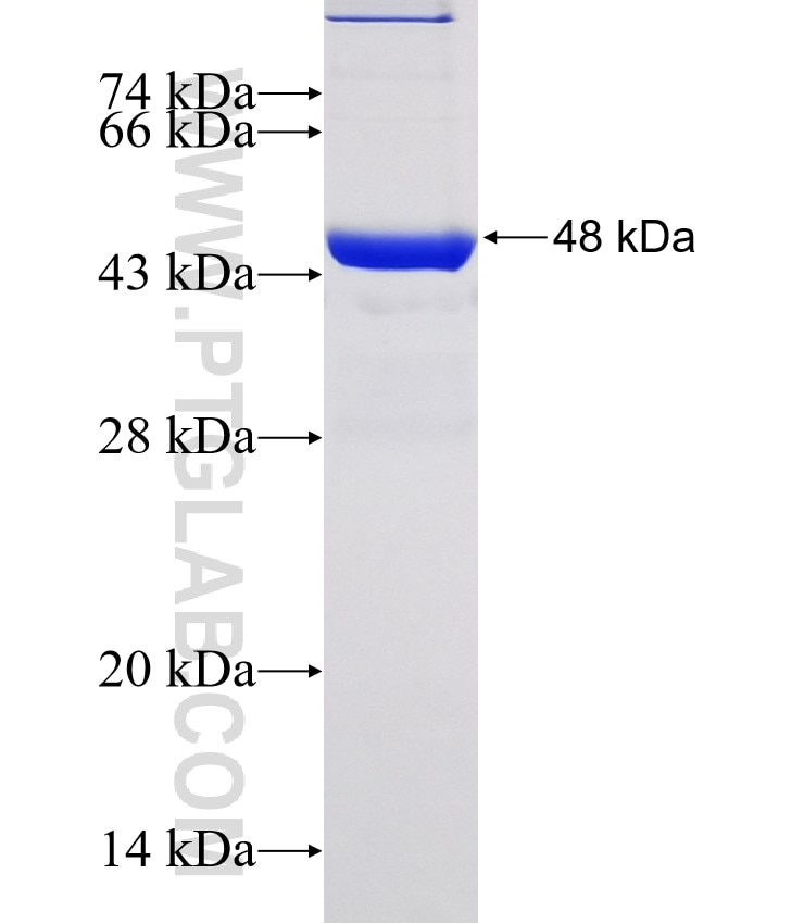 NSP12 fusion protein Ag30931 SDS-PAGE