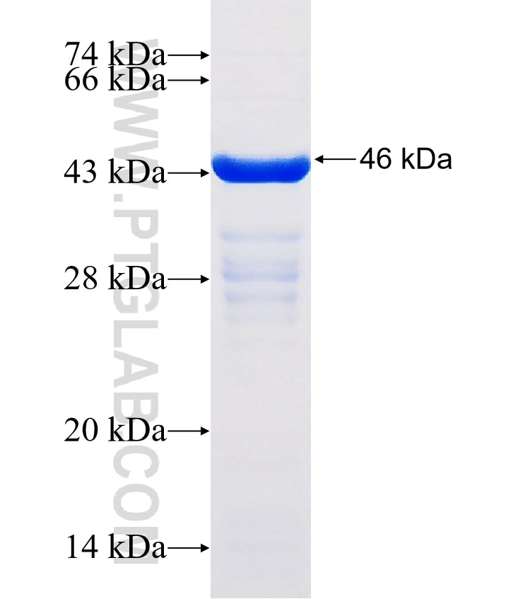 NSP13 fusion protein Ag30930 SDS-PAGE