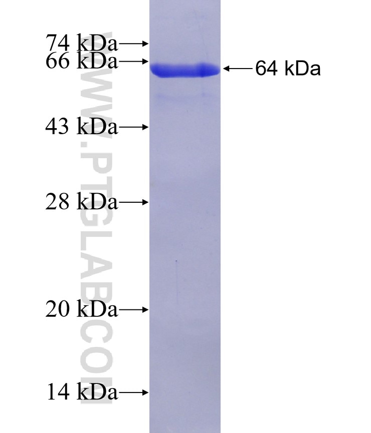 NSP15 fusion protein Ag30929 SDS-PAGE