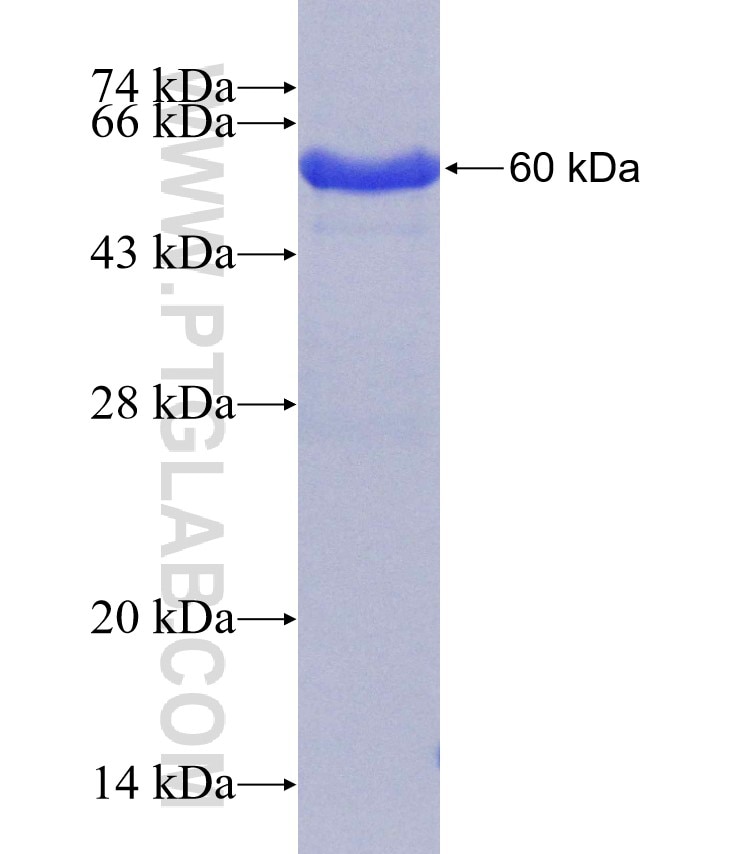 NSP5 fusion protein Ag30934 SDS-PAGE