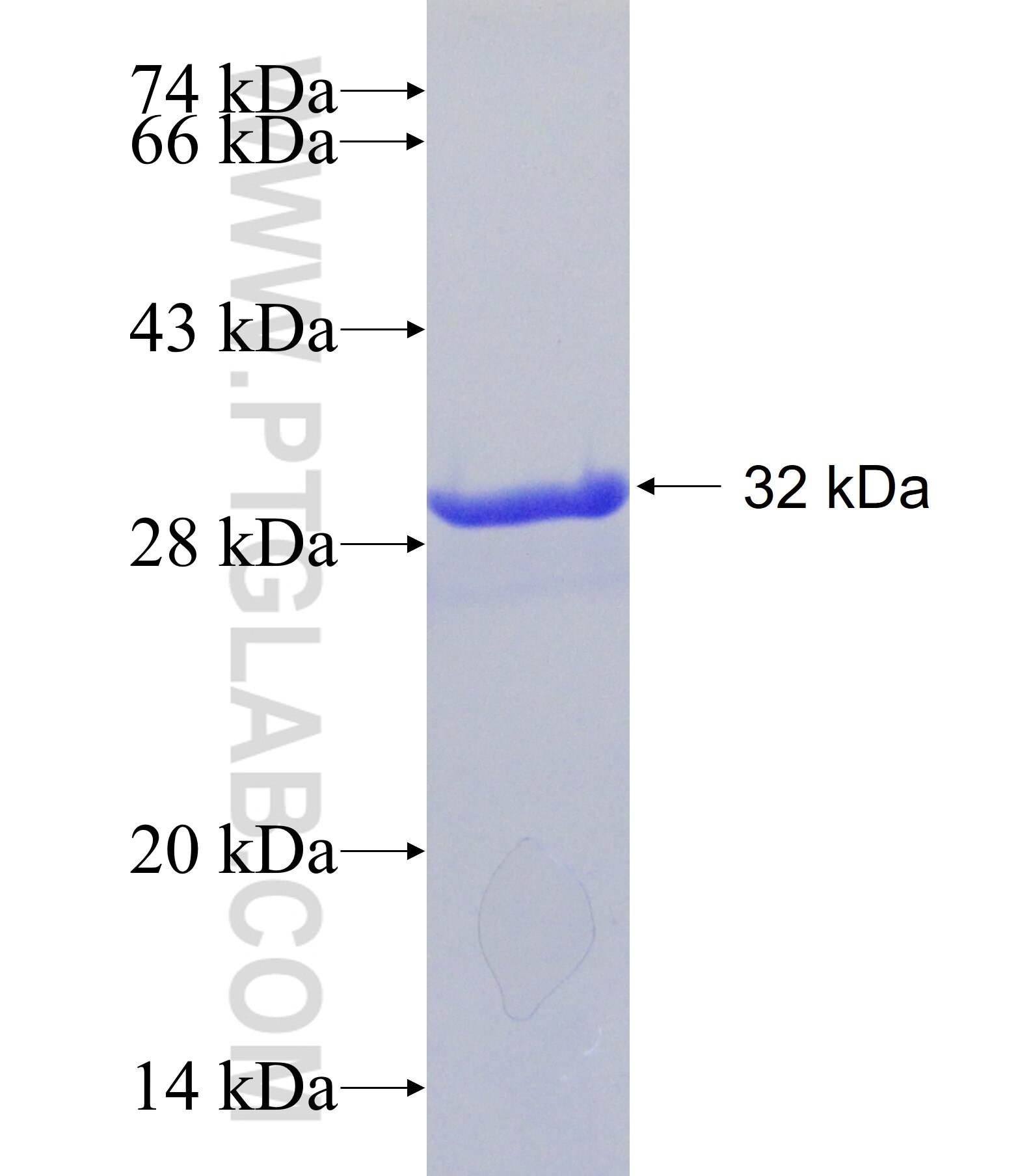 NSP7 fusion protein Ag30933 SDS-PAGE