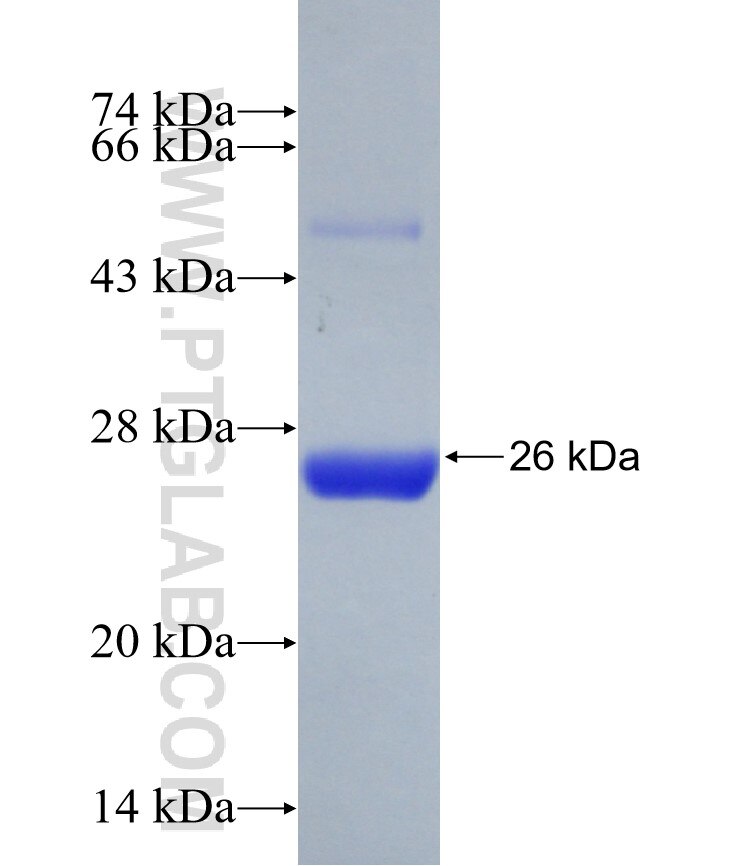 NSP8 fusion protein Ag30906 SDS-PAGE