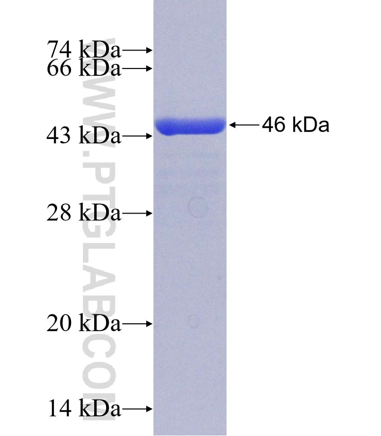 NSP8 fusion protein Ag30932 SDS-PAGE