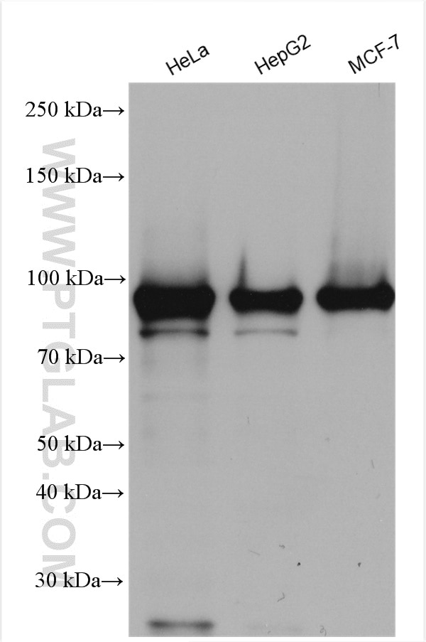 Western Blot (WB) analysis of various lysates using NSUN2 Polyclonal antibody (20854-1-AP)