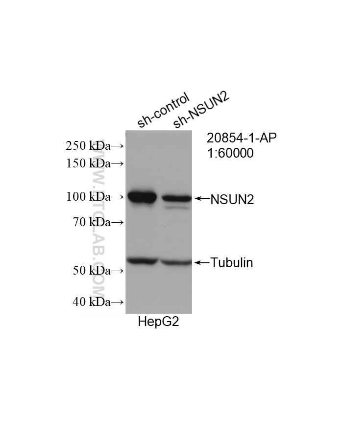 Western Blot (WB) analysis of HepG2 cells using NSUN2 Polyclonal antibody (20854-1-AP)
