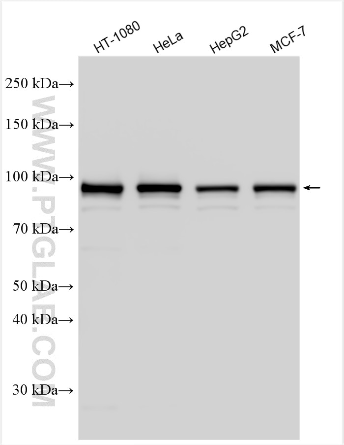 Western Blot (WB) analysis of various lysates using NSUN2 Polyclonal antibody (20854-1-AP)