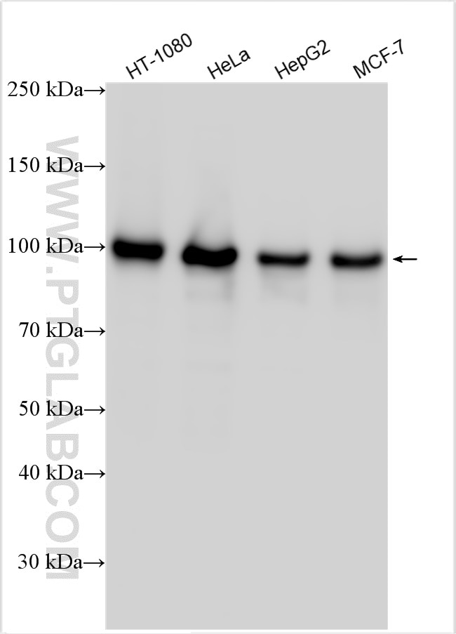 Western Blot (WB) analysis of various lysates using NSUN2 Polyclonal antibody (20854-1-AP)