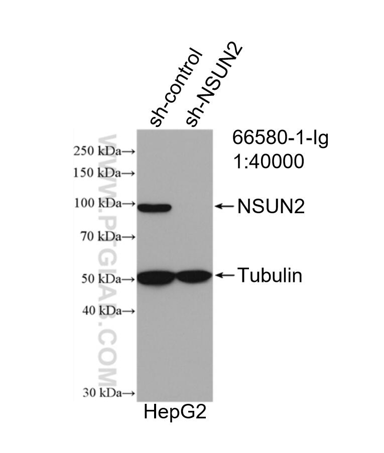 Western Blot (WB) analysis of HepG2 cells using NSUN2 Monoclonal antibody (66580-1-Ig)