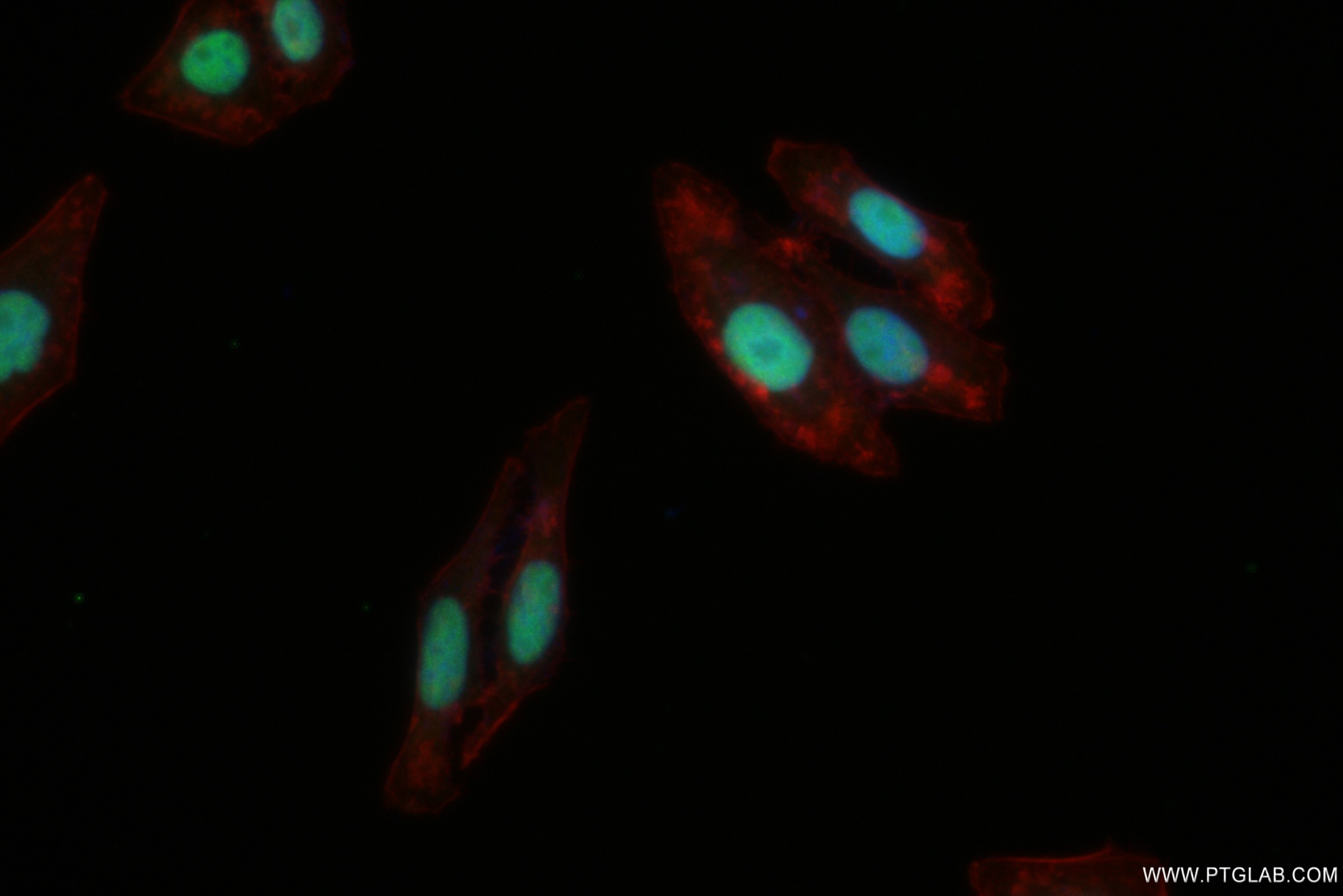 IF Staining of HepG2 using 82894-2-RR