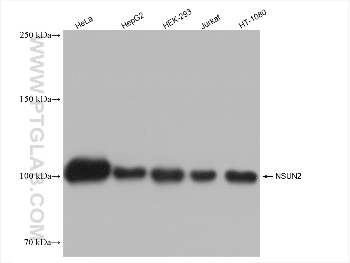 WB analysis using 82894-2-RR