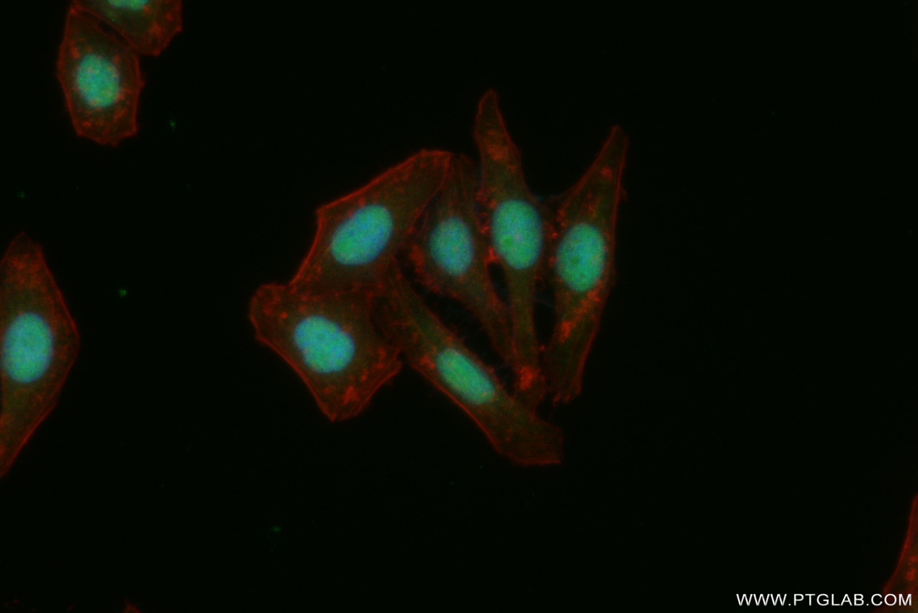 IF Staining of HepG2 using 82894-3-RR