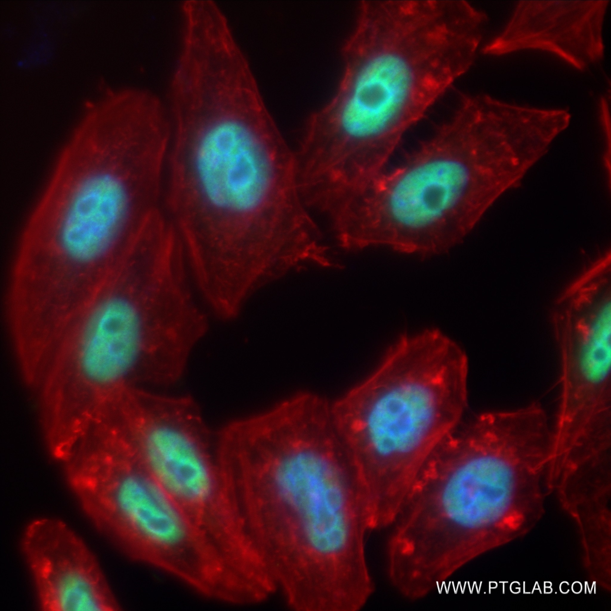 IF Staining of HepG2 using 82894-7-RR