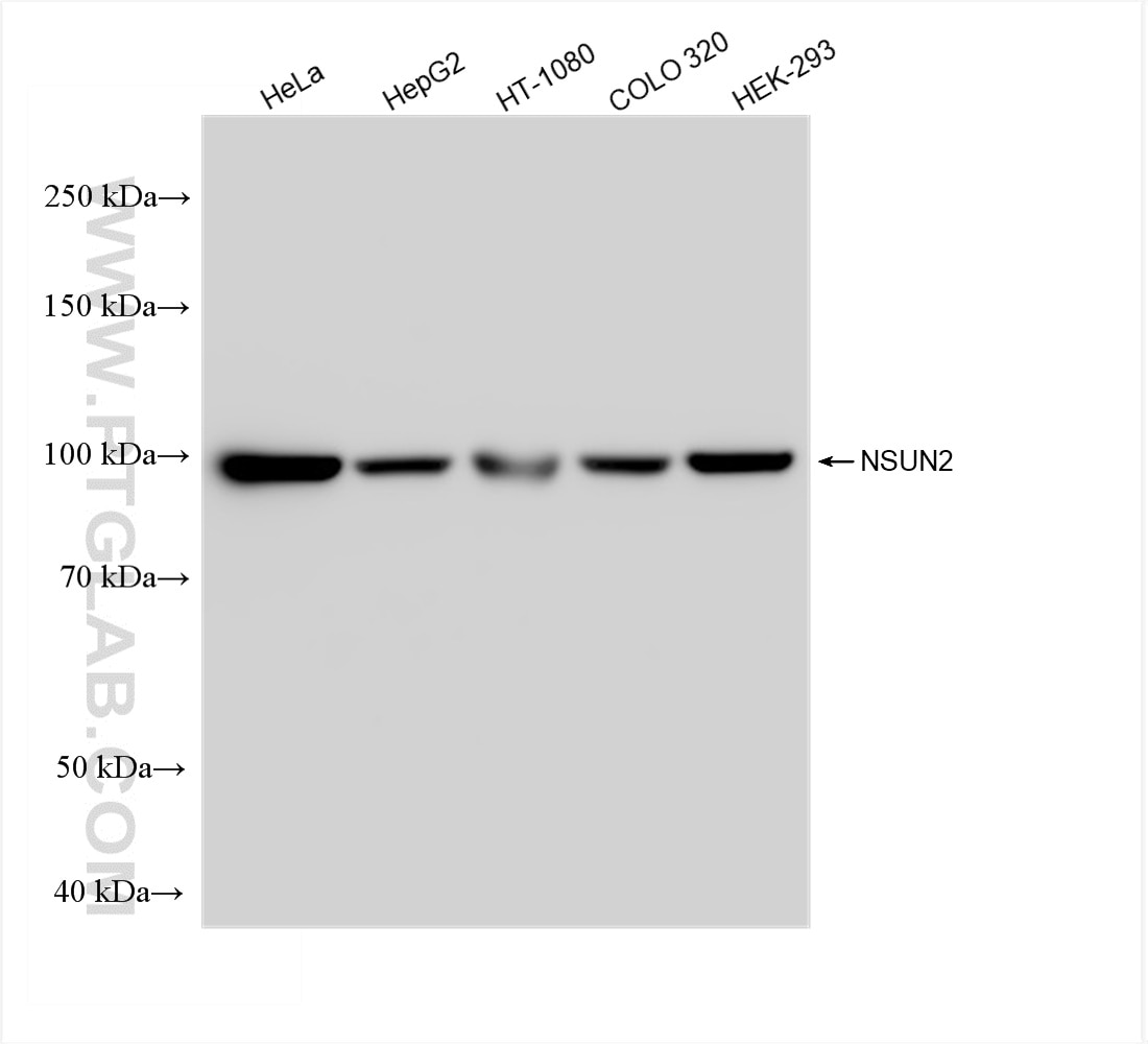 WB analysis using 82894-7-RR