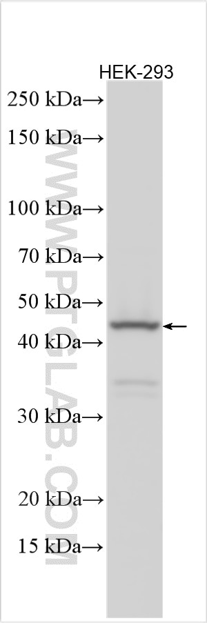 Western Blot (WB) analysis of various lysates using NSUN3 Polyclonal antibody (16560-1-AP)