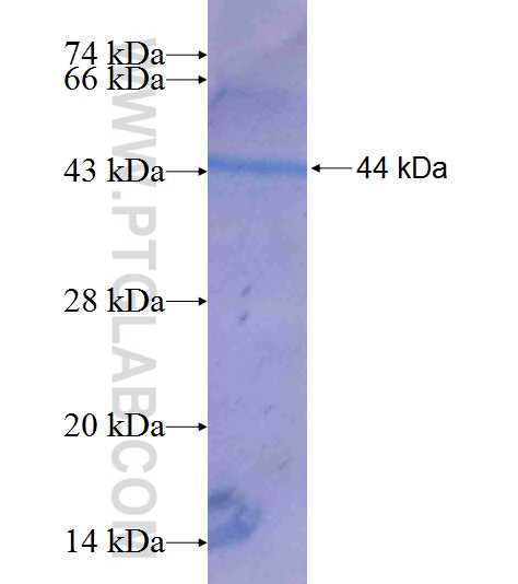 NSUN3 fusion protein Ag9719 SDS-PAGE