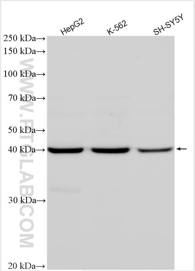 Western Blot (WB) analysis of various lysates using NSUN4 Polyclonal antibody (29786-1-AP)