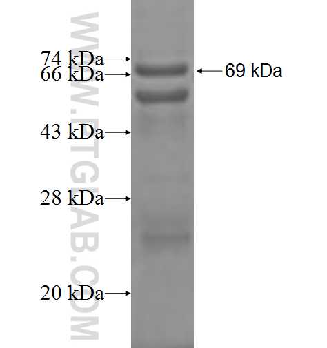 NSUN4 fusion protein Ag9402 SDS-PAGE
