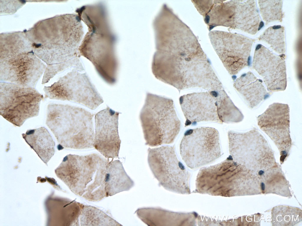 Immunohistochemistry (IHC) staining of mouse skeletal muscle tissue using NSUN5 Polyclonal antibody (15449-1-AP)