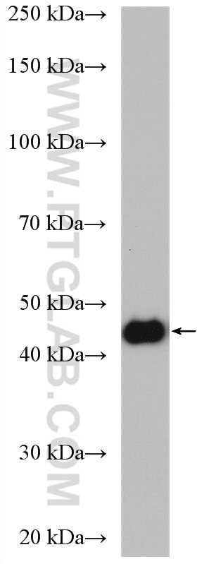 Western Blot (WB) analysis of A549 cells using NSUN5 Polyclonal antibody (15449-1-AP)