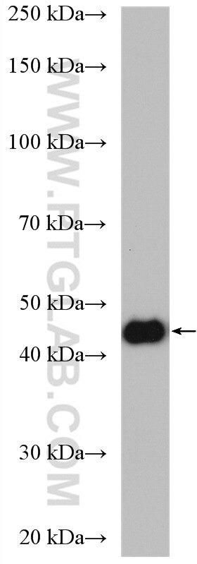 WB analysis of A549 using 15449-1-AP