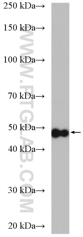 Western Blot (WB) analysis of HeLa cells using NSUN5 Polyclonal antibody (15449-1-AP)