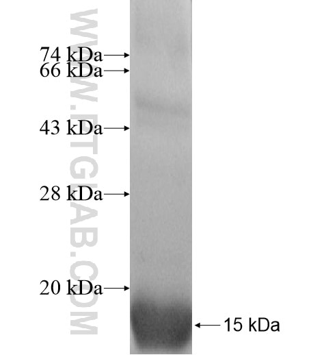 NSUN5B fusion protein Ag12662 SDS-PAGE
