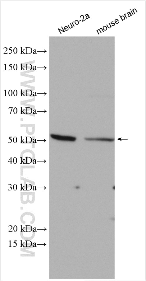 Western Blot (WB) analysis of various lysates using NSUN6 Polyclonal antibody (17240-1-AP)