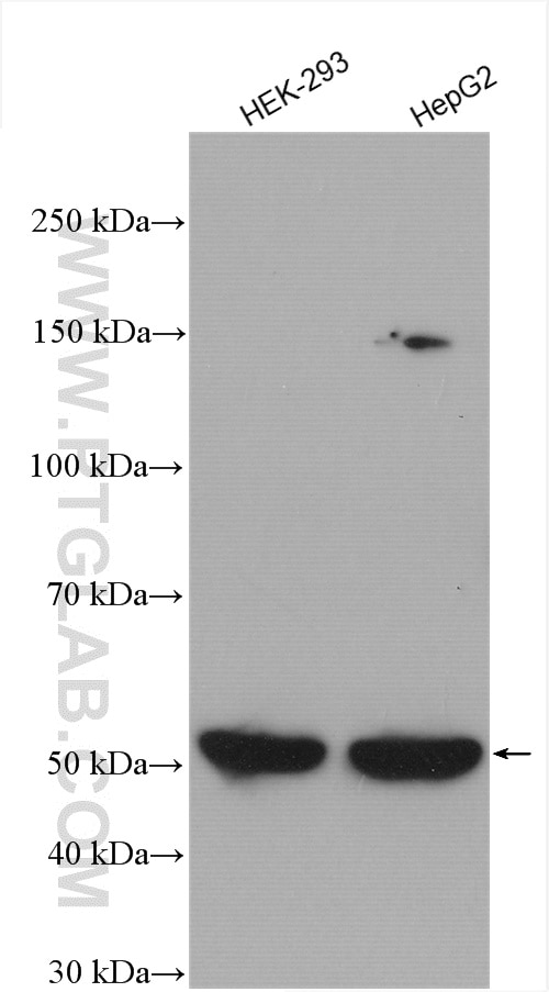 Western Blot (WB) analysis of various lysates using NSUN6 Polyclonal antibody (17240-1-AP)