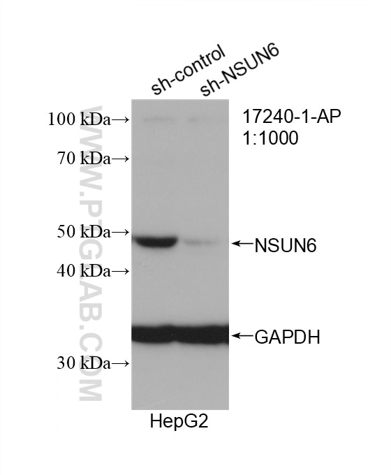 Western Blot (WB) analysis of HepG2 cells using NSUN6 Polyclonal antibody (17240-1-AP)