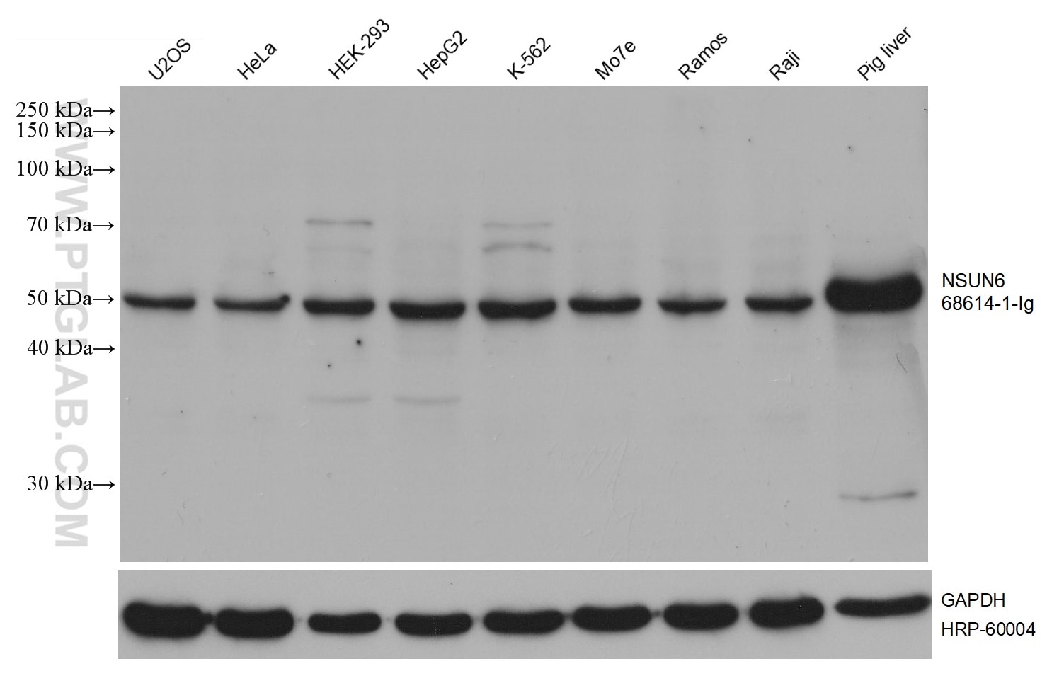 Western Blot (WB) analysis of various lysates using NSUN6 Monoclonal antibody (68614-1-Ig)