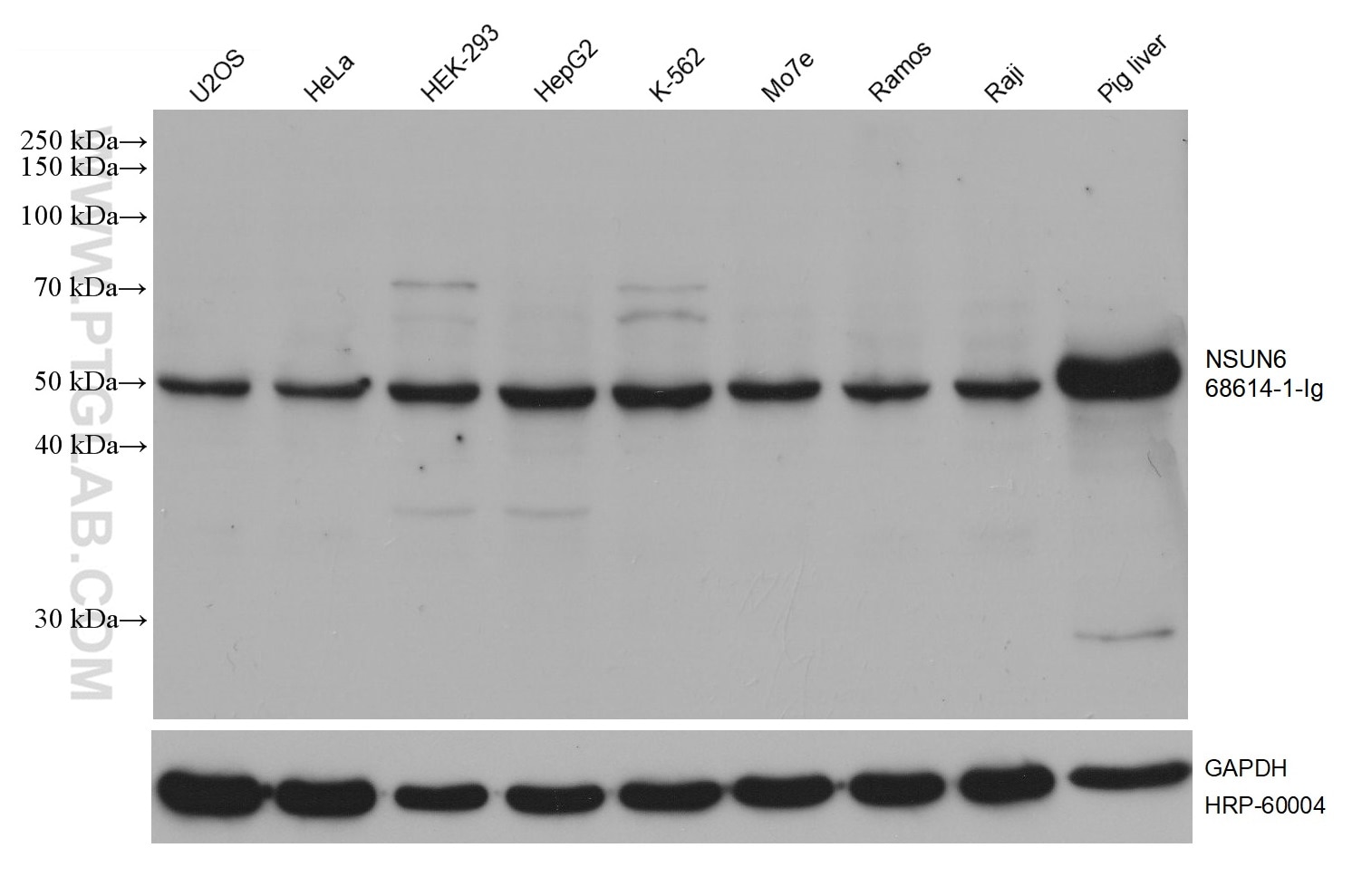 WB analysis using 68614-1-Ig