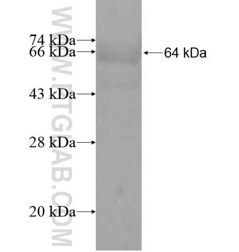 NSUN6 fusion protein Ag11084 SDS-PAGE