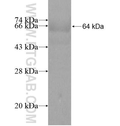 NSUN6 fusion protein Ag11084 SDS-PAGE