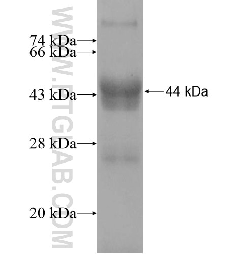 NSUN6 fusion protein Ag11109 SDS-PAGE