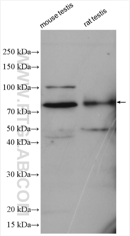 Western Blot (WB) analysis of various lysates using NSUN7 Polyclonal antibody (17546-1-AP)