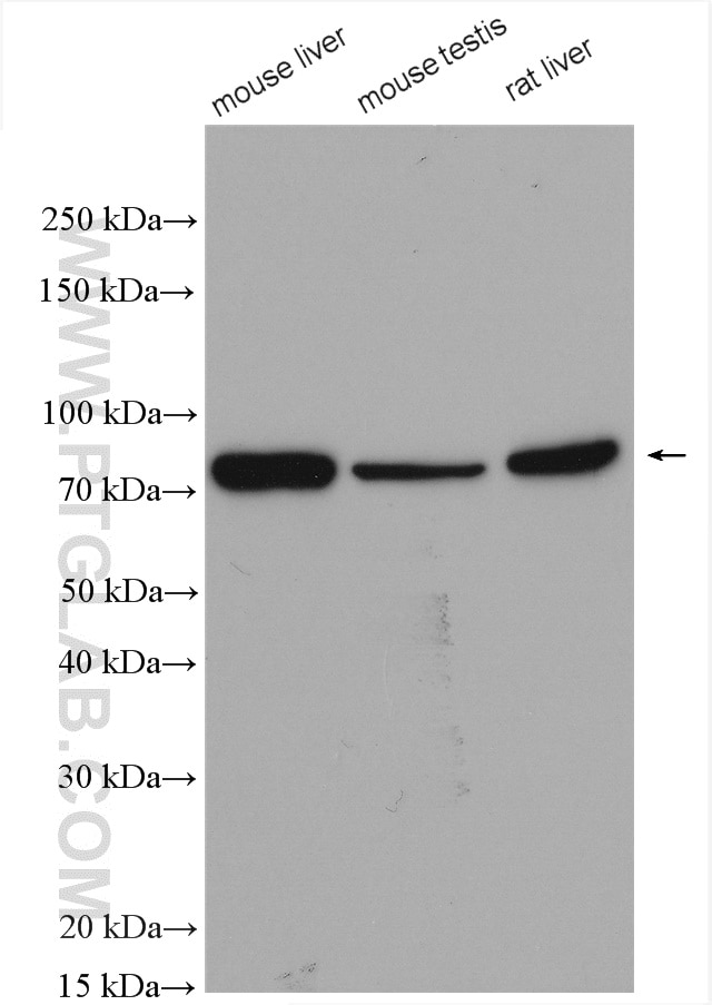 Western Blot (WB) analysis of various lysates using NSUN7 Polyclonal antibody (17546-1-AP)