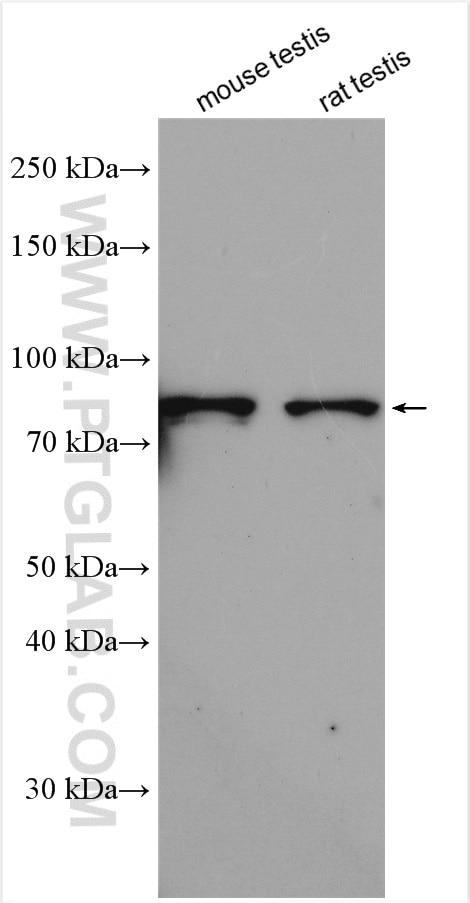 Western Blot (WB) analysis of various lysates using NSUN7 Polyclonal antibody (29787-1-AP)