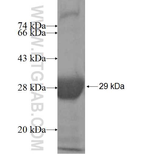 NT5C fusion protein Ag9820 SDS-PAGE