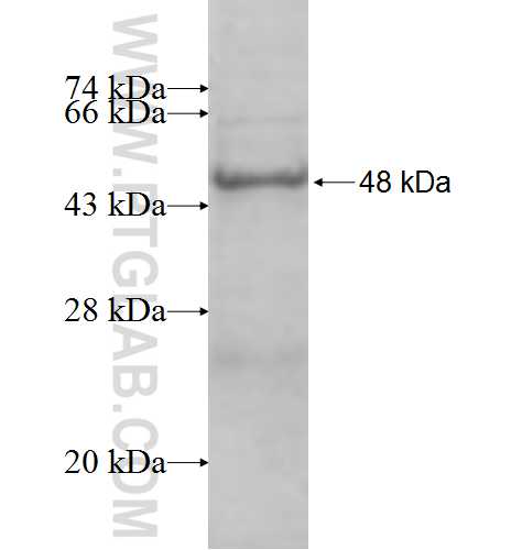 NT5C fusion protein Ag9862 SDS-PAGE