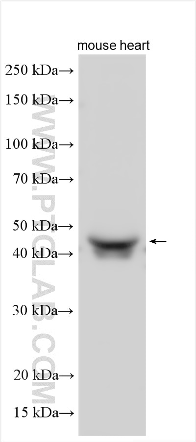 WB analysis using 21284-1-AP