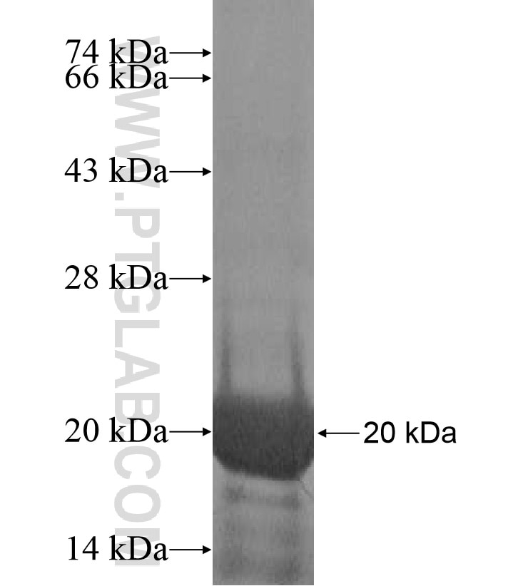 NT5C1A fusion protein Ag17185 SDS-PAGE