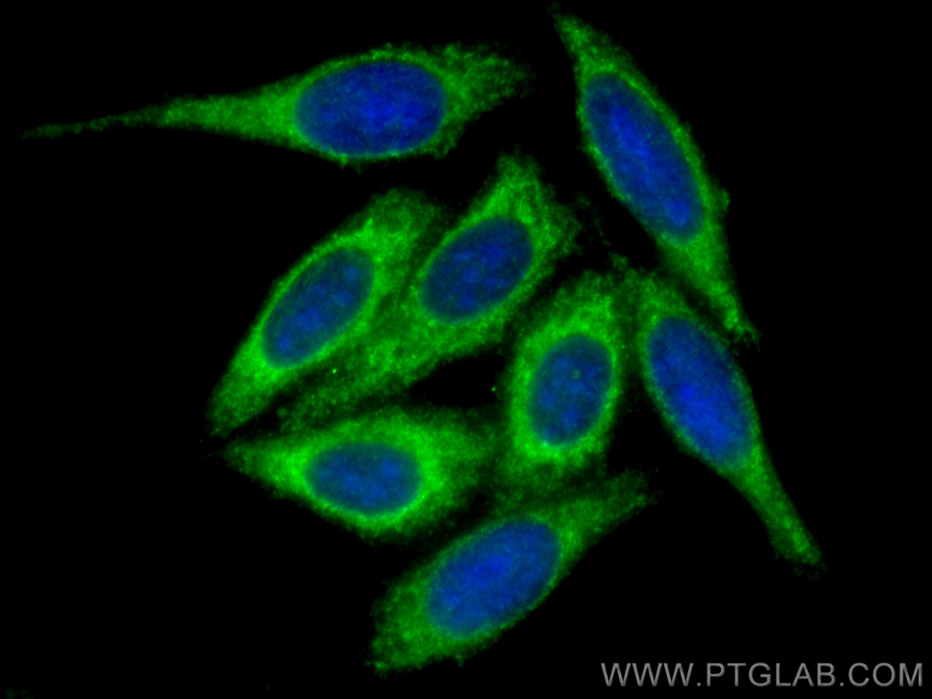 Immunofluorescence (IF) / fluorescent staining of HepG2 cells using NT5C2 Polyclonal antibody (15223-1-AP)