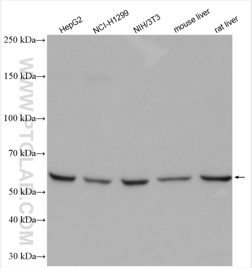 Western Blot (WB) analysis of various lysates using NT5C2 Polyclonal antibody (15223-1-AP)