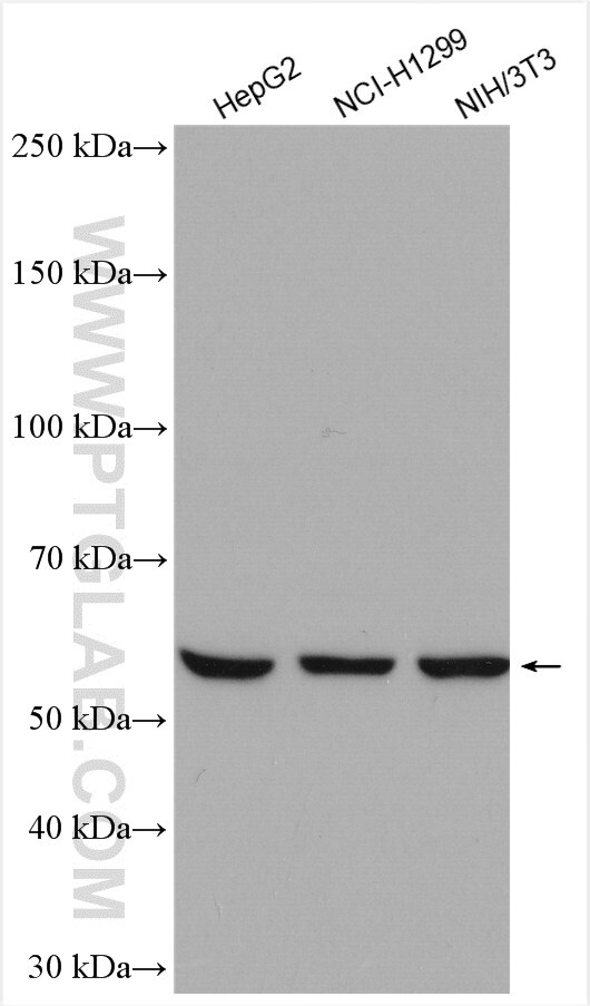 Western Blot (WB) analysis of various lysates using NT5C2 Polyclonal antibody (15223-1-AP)