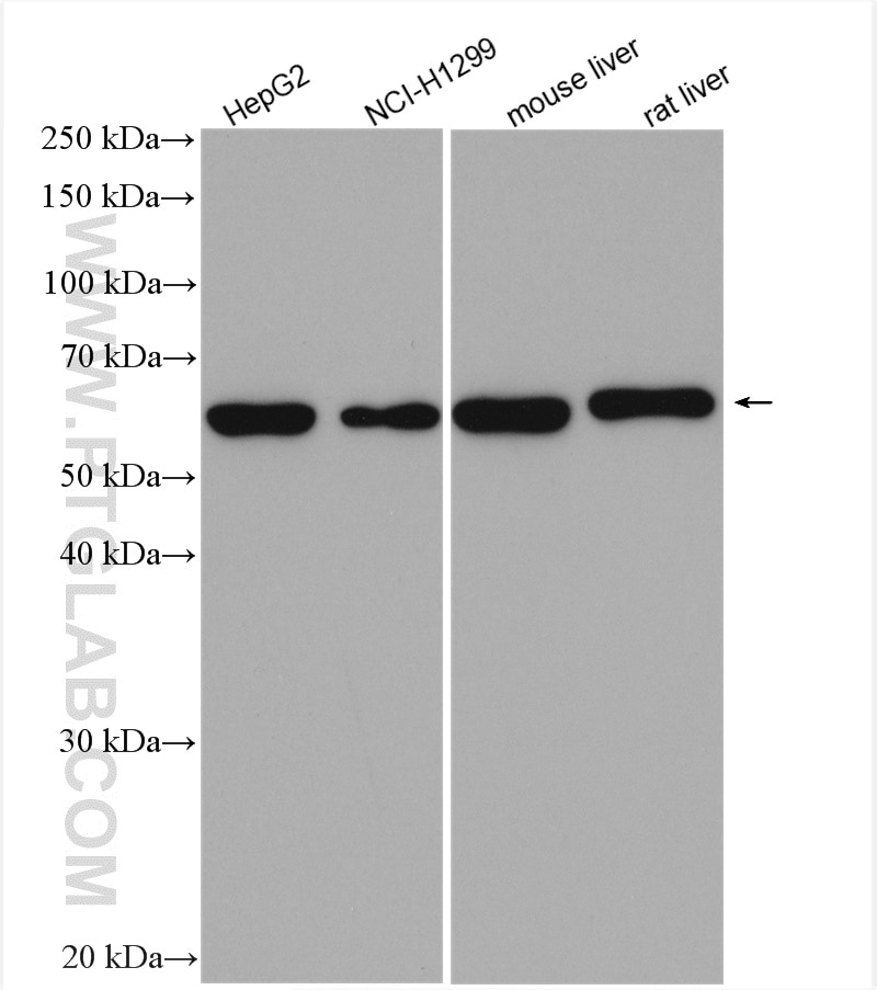 WB analysis using 15223-1-AP