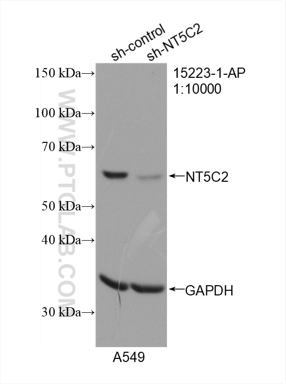 Western Blot (WB) analysis of A549 cells using NT5C2 Polyclonal antibody (15223-1-AP)