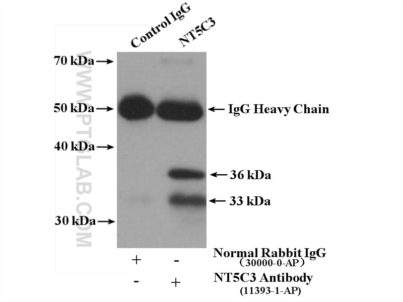 Immunoprecipitation (IP) experiment of mouse kidney tissue using NT5C3 Polyclonal antibody (11393-1-AP)
