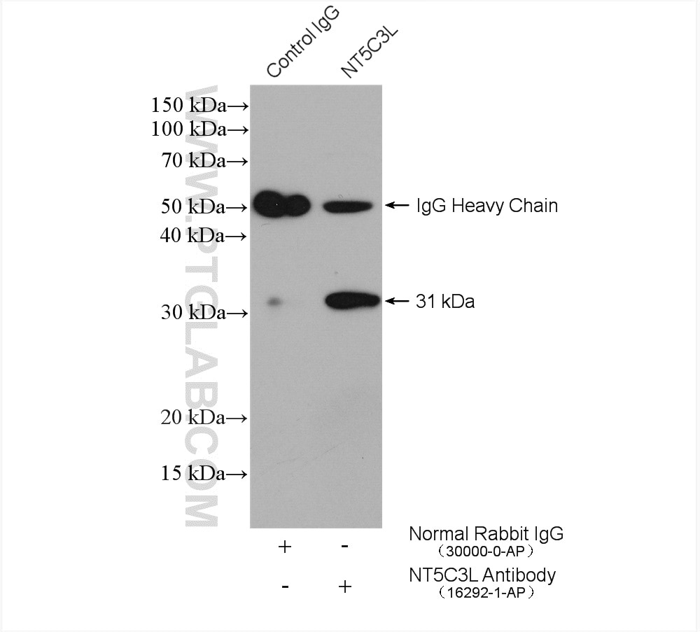 Immunoprecipitation (IP) experiment of mouse testis tissue using NT5C3L Polyclonal antibody (16292-1-AP)