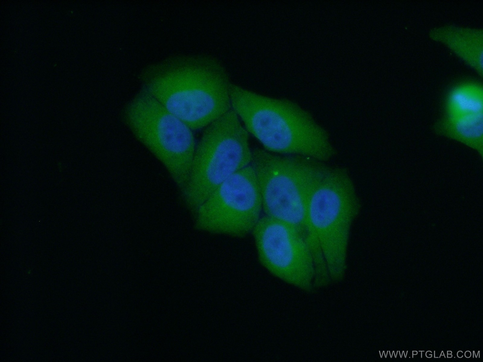 Immunofluorescence (IF) / fluorescent staining of HepG2 cells using NT5DC1 Polyclonal antibody (24102-1-AP)