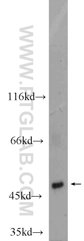 Western Blot (WB) analysis of MCF-7 cells using NT5DC1 Polyclonal antibody (24102-1-AP)